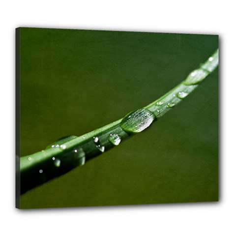 Grass Drops Canvas 24  X 20  (framed) by Siebenhuehner