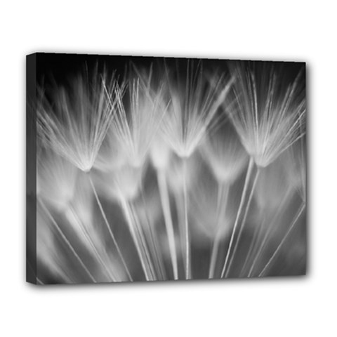 Dandelion Canvas 14  X 11  by trendistuff