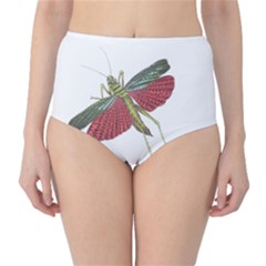 Grasshopper Insect Animal Isolated High-waist Bikini Bottoms by Nexatart