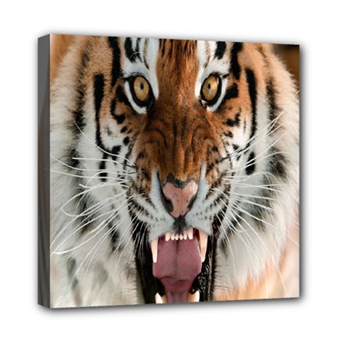 Tiger  Mini Canvas 8  X 8  by Nexatart