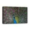 Peacock Feather Beat Rad Blue Deluxe Canvas 18  x 12   View1