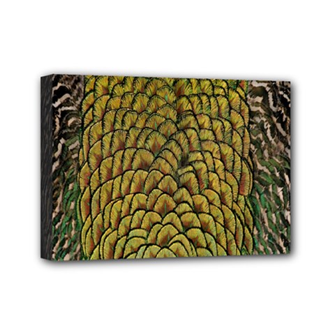 Colorful Iridescent Feather Bird Color Peacock Mini Canvas 7  X 5  by Amaryn4rt