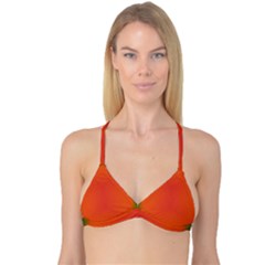 Scarlet Pimpernel Writing Orange Green Reversible Tri Bikini Top by Mariart