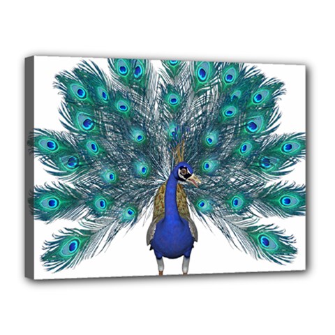 Peacock Bird Peacock Feathers Canvas 16  X 12  by Sapixe