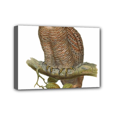 Bird Owl Animal Vintage Isolated Mini Canvas 7  X 5  by Sapixe