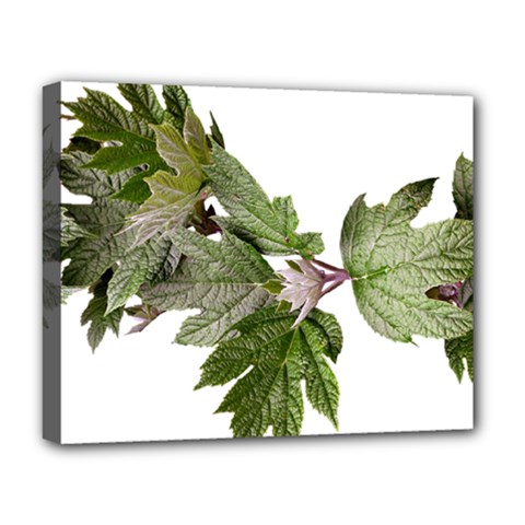 Leaves Plant Branch Nature Foliage Deluxe Canvas 20  X 16   by Sapixe