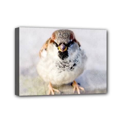 Do Not Mess With Sparrows Mini Canvas 7  X 5  by FunnyCow
