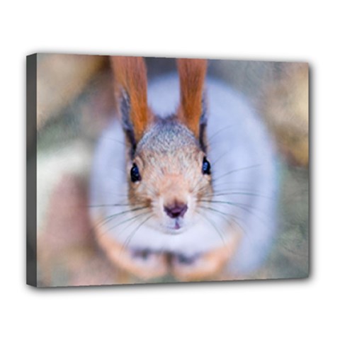 Squirrel Looks At You Canvas 14  X 11  by FunnyCow