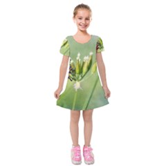 One More Bottle Does Not Hurt Kids  Short Sleeve Velvet Dress by FunnyCow