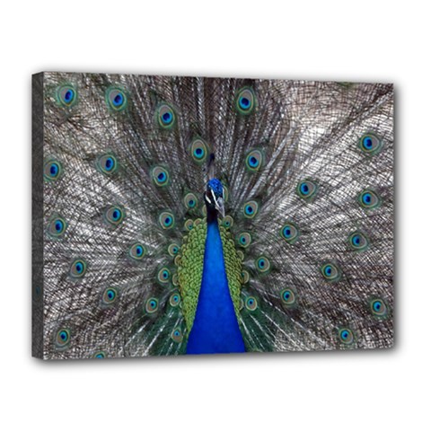 Peacock Bird Animals Pen Plumage Canvas 16  X 12  (stretched) by Sapixe