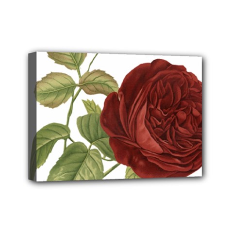 Rose 1077964 1280 Mini Canvas 7  X 5  (stretched) by vintage2030