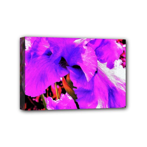 Abstract Ultra Violet Purple Iris On Red And Pink Mini Canvas 6  X 4  (stretched) by myrubiogarden