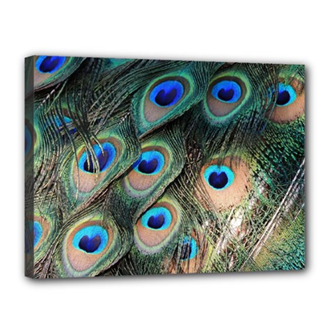 Peacock Feathers Bird Colorful Canvas 16  X 12  (stretched) by Wegoenart