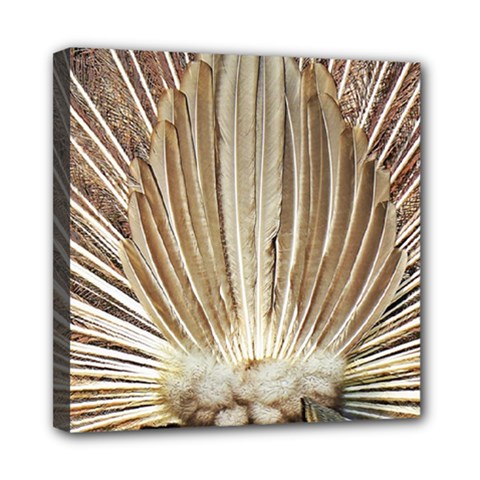 Peacock Wheel Bird Nature Mini Canvas 8  X 8  (stretched) by Wegoenart