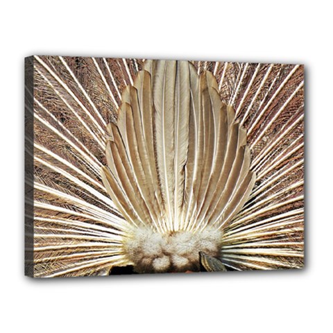 Peacock Wheel Bird Nature Canvas 16  X 12  (stretched) by Wegoenart