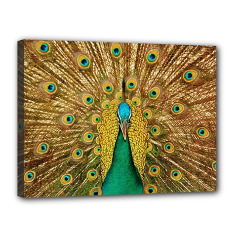 Peacock Feather Bird Peafowl Canvas 16  X 12  (stretched) by Wegoenart