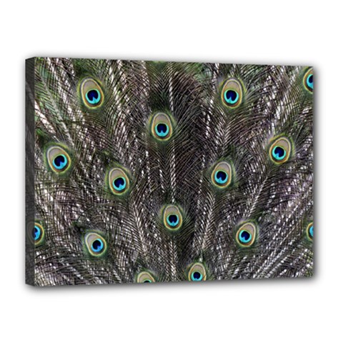 Background Peacock Feathers Canvas 16  X 12  (stretched) by Wegoenart