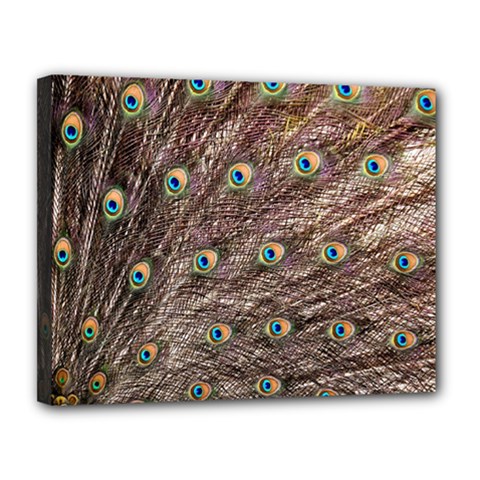 Peacock Feathers Wheel Plumage Canvas 14  X 11  (stretched) by Wegoenart