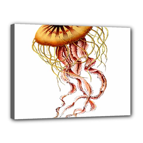 Animal Art Forms In Nature Jellyfish Canvas 16  X 12  (stretched) by Wegoenart