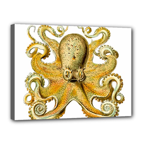 Animal Art Forms In Nature Clips Canvas 16  X 12  (stretched) by Wegoenart
