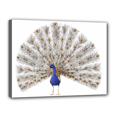 Peacock Colorful Bird Feather Blue Canvas 16  X 12  (stretched) by Wegoenart