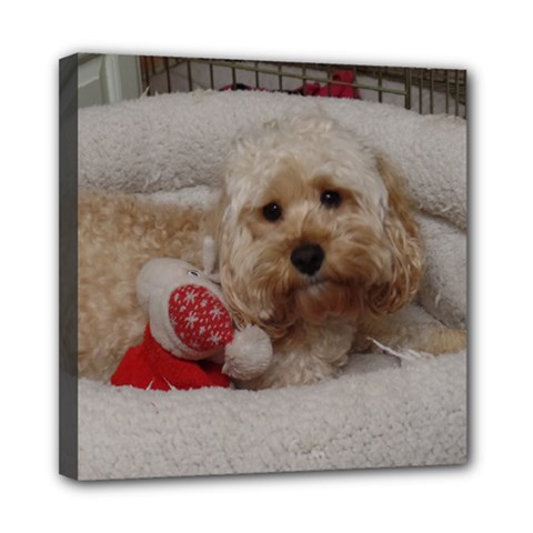 Cockapoo In Dog s Bed Mini Canvas 8  X 8  (stretched) by pauchesstore