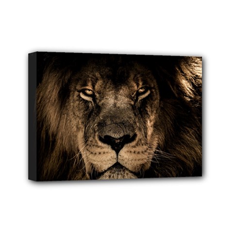 African Lion Wildcat Mane Closeup Mini Canvas 7  X 5  (stretched) by Sudhe