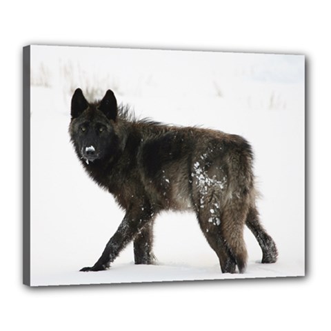 Beautiful Wolf In Snow Canvas 20  X 16  (framed) by myuique