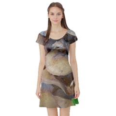 Close Up Mushroom Abstract Short Sleeve Skater Dress by Fractalsandkaleidoscopes