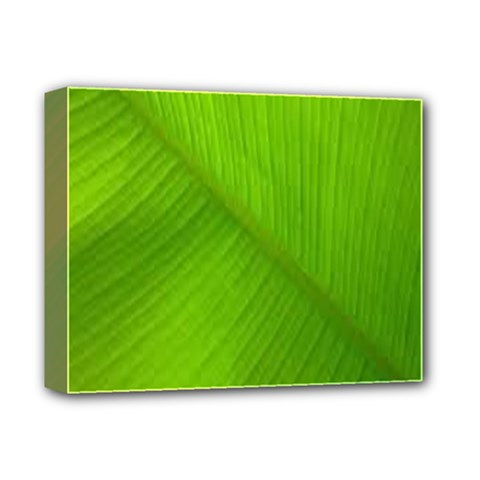 Banana Leaf Deluxe Canvas 14  X 11  (stretched) by artworkshop