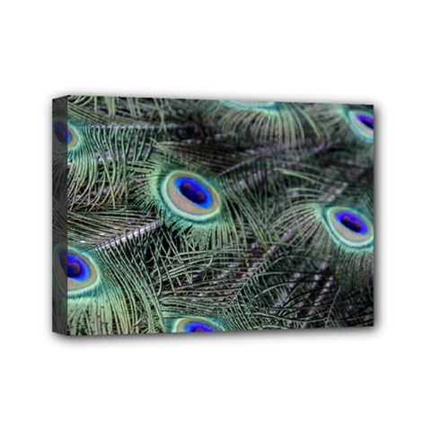 Plumage Peacock Feather Colorful Mini Canvas 7  X 5  (stretched) by Sapixe