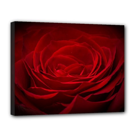 Rose Red Rose Red Flower Petals Waves Glow Canvas 14  X 11  (stretched) by pakminggu
