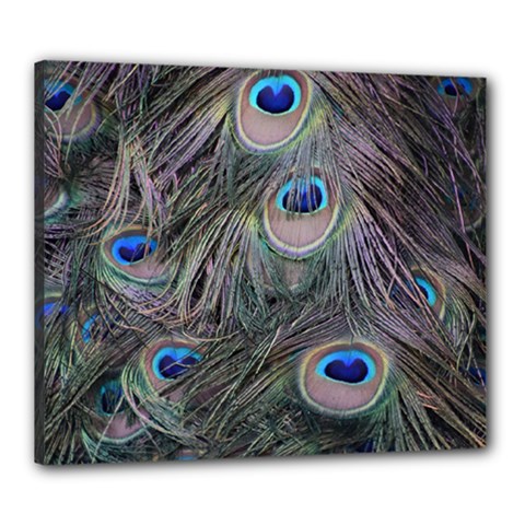 Peacock Feathers Peacock Bird Feathers Canvas 24  X 20  (stretched) by Ndabl3x