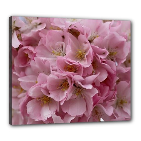 Cherry-blossoms Canvas 24  X 20  (stretched) by Excel