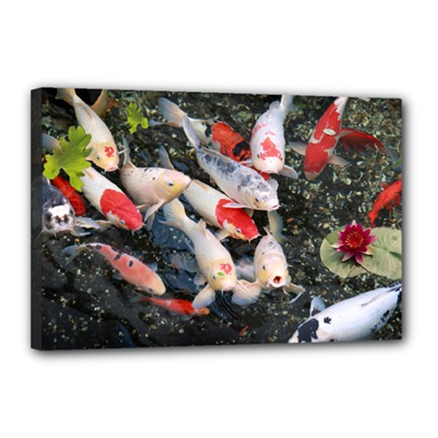 Koi Fish Nature Canvas 18  X 12  (stretched) by Ndabl3x