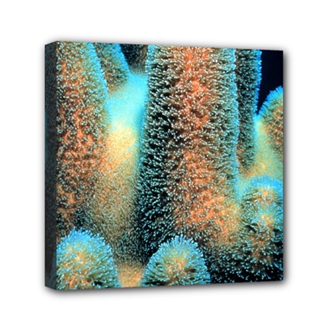 Photo Coral Great Scleractinia Mini Canvas 6  X 6  (stretched) by Pakjumat