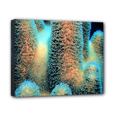 Photo Coral Great Scleractinia Canvas 10  X 8  (stretched) by Pakjumat