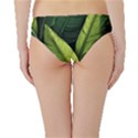 Banana leaves pattern Hipster Bikini Bottoms View2