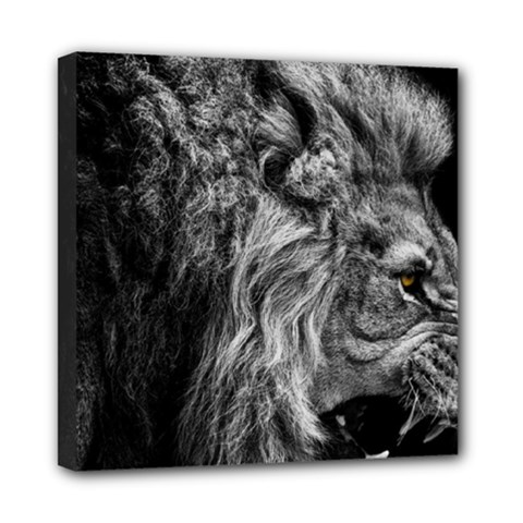 Angry Male Lion Wild Animal Mini Canvas 8  X 8  (stretched) by Loisa77