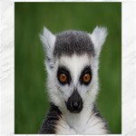 Ring Tailed Lemur Canvas 16  x 20  (Unframed) 15.75 x19.29  Canvas - 1