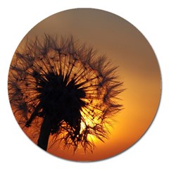 Dandelion Magnet 5  (round) by Siebenhuehner