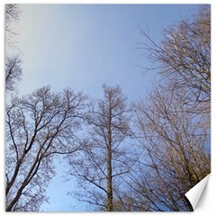 Large Trees In Sky Canvas 16  X 16  (unframed) by yoursparklingshop