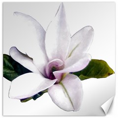 Magnolia Wit Aquarel Painting Art Canvas 12  X 12   by picsaspassion