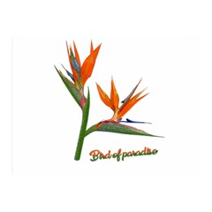 Bird Of Paradise Double Sided Flano Blanket (mini)  by Valentinaart