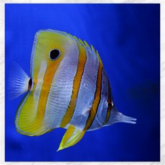Butterfly Fish 1 Canvas 16  X 16   by trendistuff