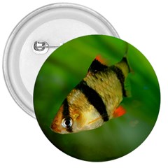 Tiger Barb 3  Buttons by trendistuff
