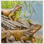 Iguanas At Shore Of River In Guayaqui, Ecuador Canvas 20  x 20   19 x19.27  Canvas - 1