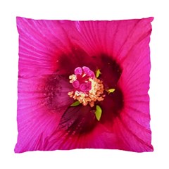 Deep Pink And Crimson Hibiscus Flower Macro Standard Cushion Case (two Sides) by myrubiogarden