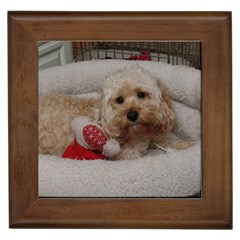 Cockapoo In Dog s Bed Framed Tiles by pauchesstore