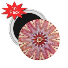 Pink Beauty 1 2 25  Magnets (10 Pack)  by LW41021